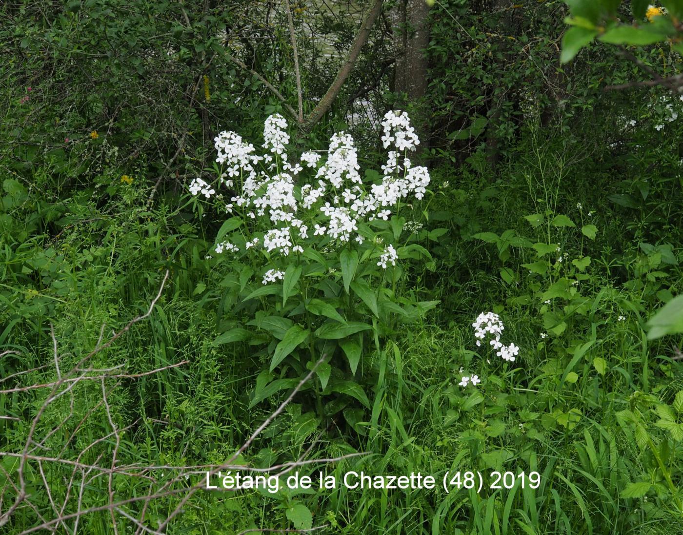 Sweet rocket plant